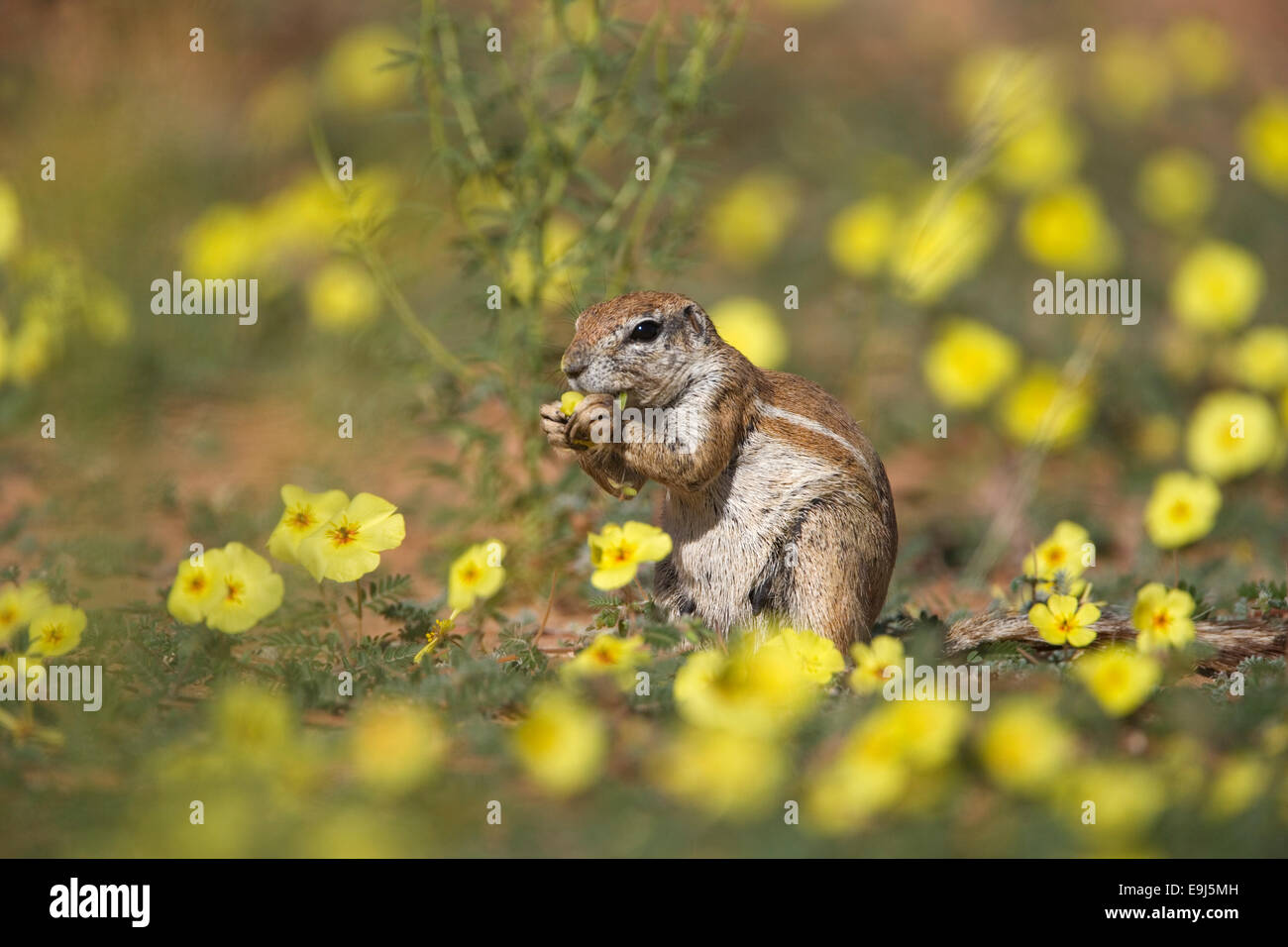 Scoiattolo di terra, Xerus inauris, tra devil's thorn fiori, Kgalagadi Parco transfrontaliero, Sud Africa Foto Stock