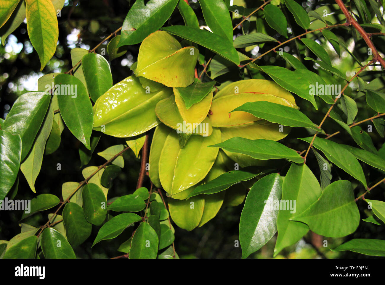 Carambole (Averrhoa carambola, aka Starfruit) su un albero, Corvocado, Costa Rica Foto Stock