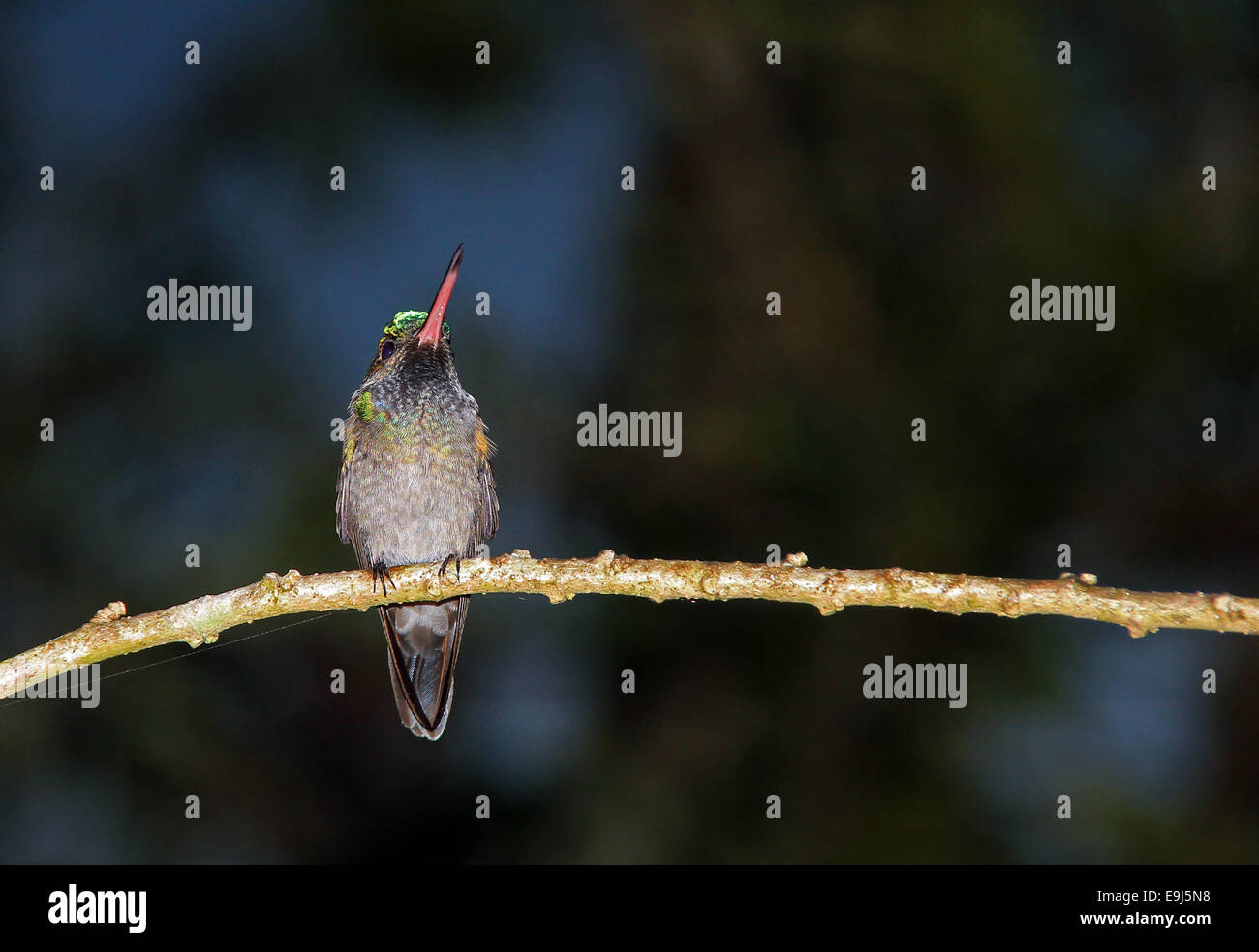 Hummingbird non identificato su un ramo, Drake Bay, Costa Rica Foto Stock