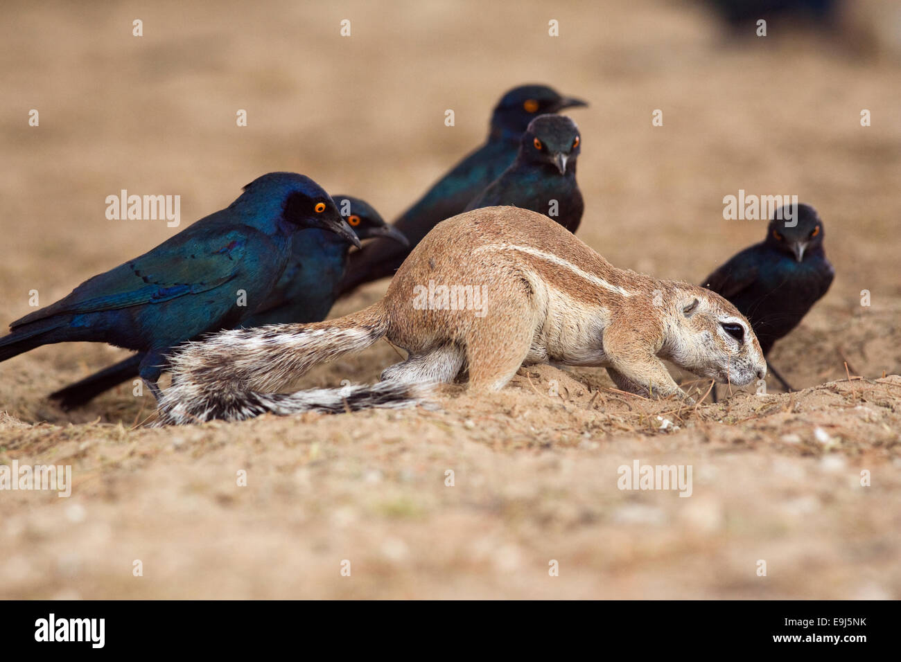 Scoiattolo di terra, Xerus inauris, rovistando con lucida del capo gli storni, Lamprotornis nitens, in attesa di insetti scavano fino Foto Stock