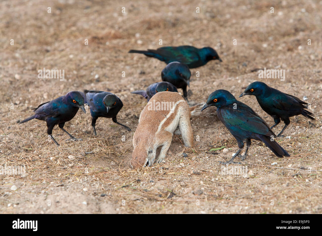 Scoiattolo di terra, Xerus inuaris, rovistando guardato da lucida del capo gli storni, Lamprotornis nitens, in attesa di insetti scavano fino, Foto Stock