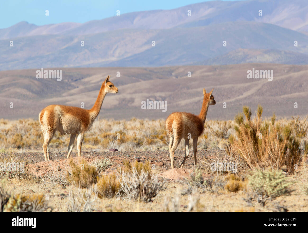 Wild vicuñas in 'Puna de Atacama' (3450 m di altitudine). Salta e Jujuy, Argentina. Foto Stock