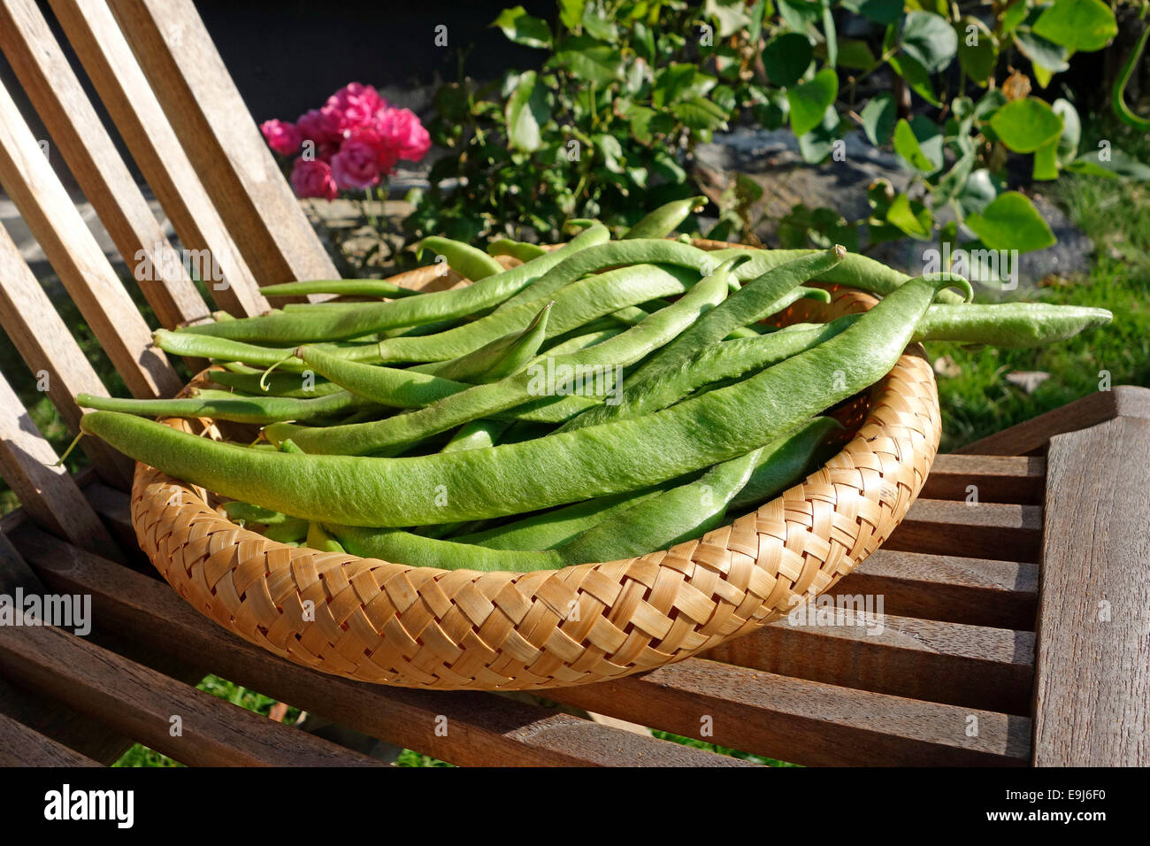 Raccolti i fagiolini di Scarlet runner bean in cucina privata giardino. Foto Stock