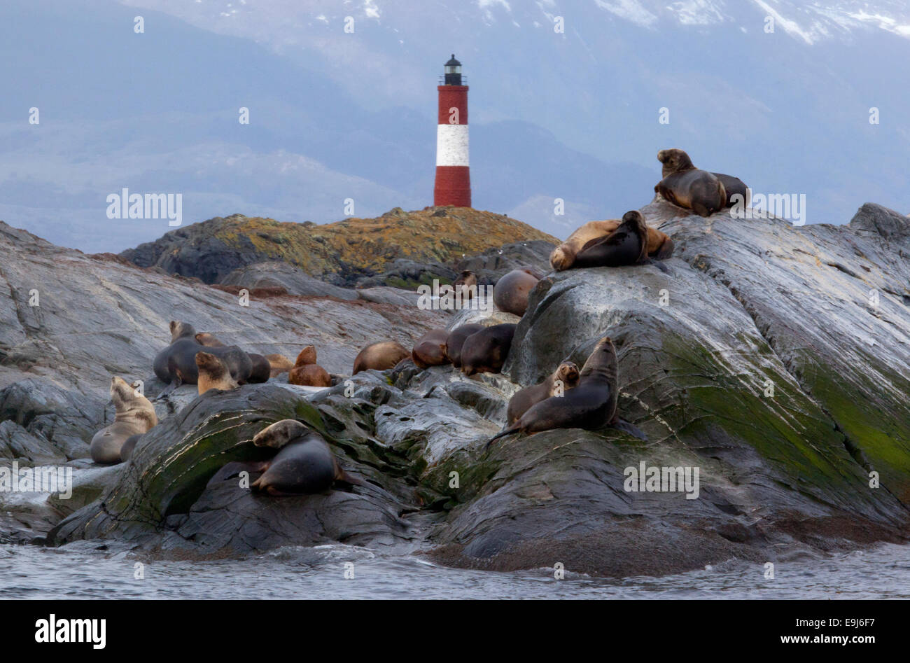 I leoni di mare con il "Faro del fin del mundo" in background. Canale di Beagle, Ushuaia. Argentina. Foto Stock