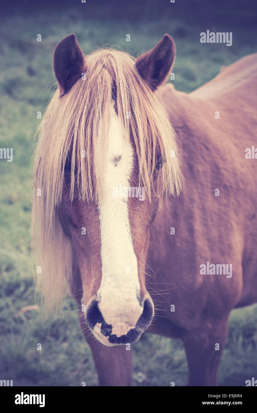 Vintage ritratto di un cavallo di castagne con lunghi foretop. Foto Stock