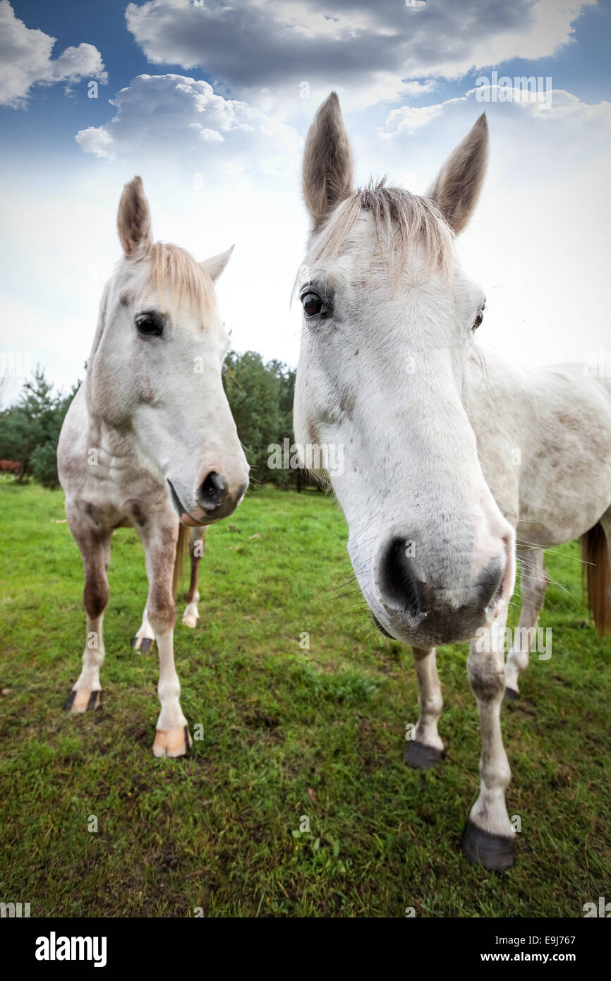 Ampio angolo di immagine di due cavalli, la profondità di campo. Foto Stock