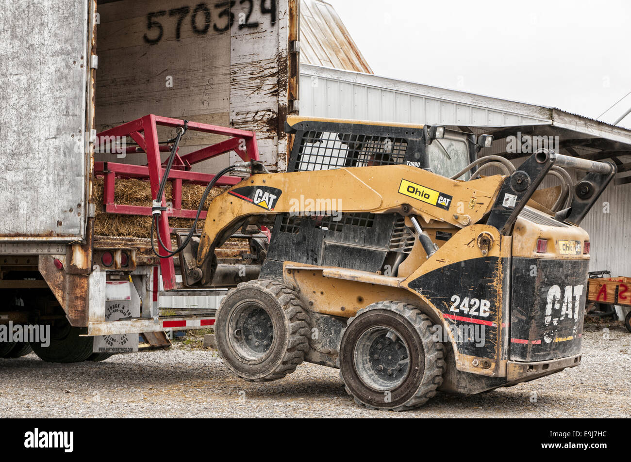 Caterpillar cat con impugnature di fieno attaccato il caricamento di balle di fieno nel retro di un semi. Foto Stock