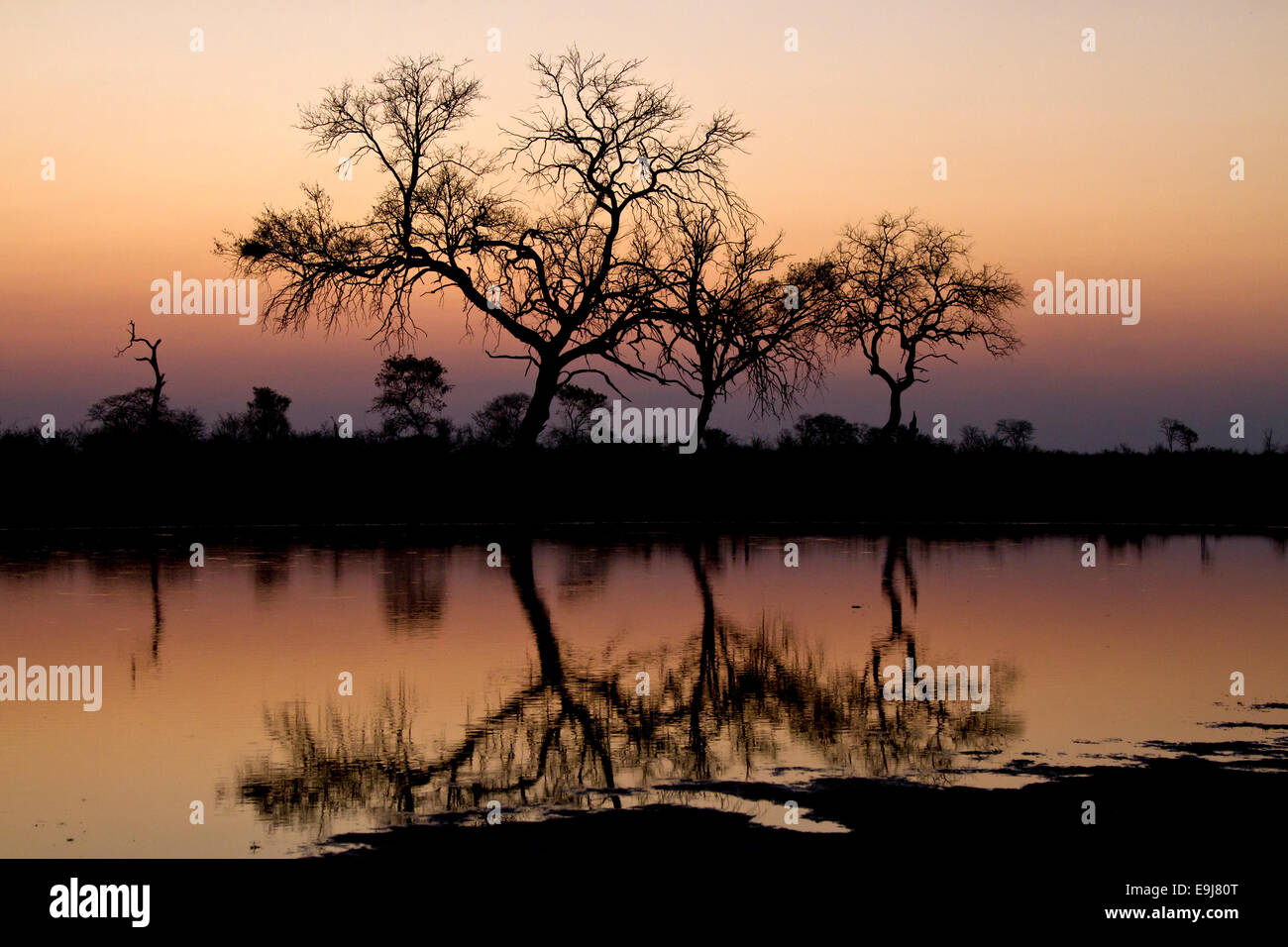 Gli alberi si riflette ancora in acqua al tramonto Foto Stock