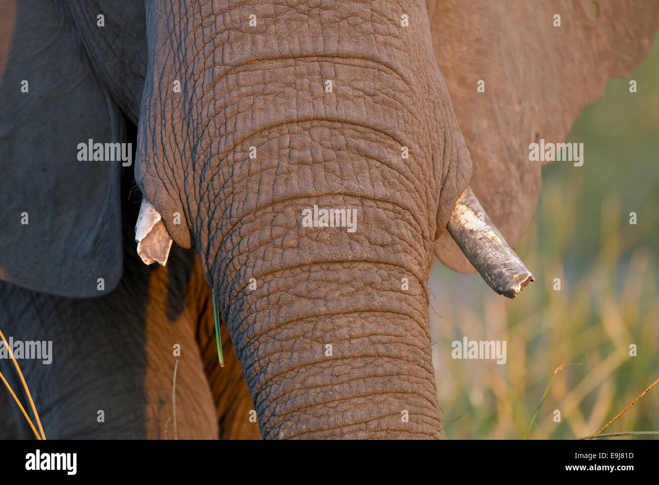 Elephant con indossato zanne visto in stretta fino Foto Stock