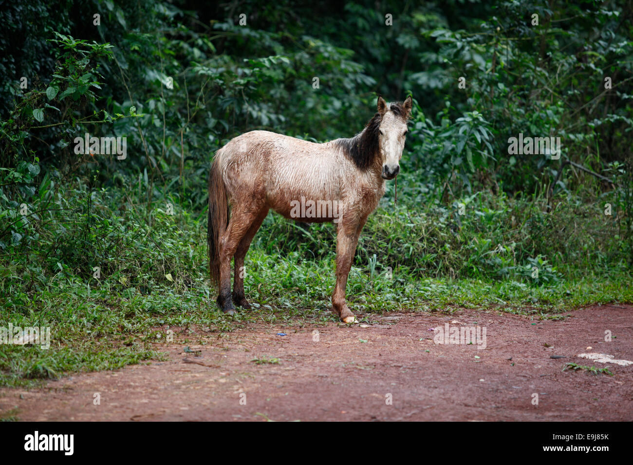 Cavallo selvaggio nella foresta pluviale di Iguazu. Misiones, Argentina. Foto Stock