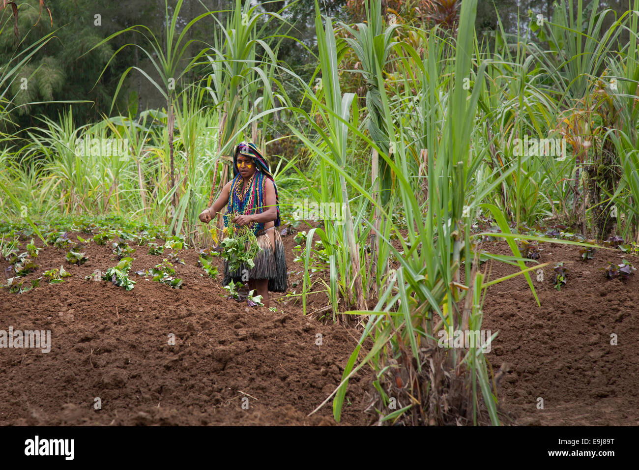 Piantando Patate dolci, una delle principali colture, in Papua Nuova Guinea Foto Stock