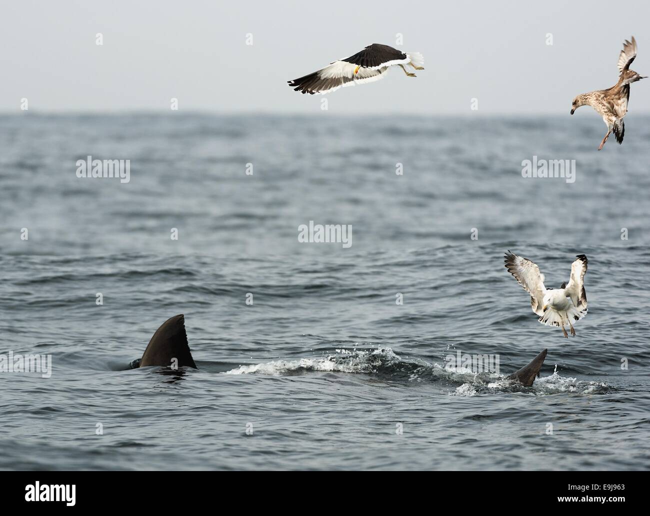 Pinna di squalo bianco e gabbiani mangiare oddments da preda di un grande squalo bianco (Carcharodon carcharias) Foto Stock