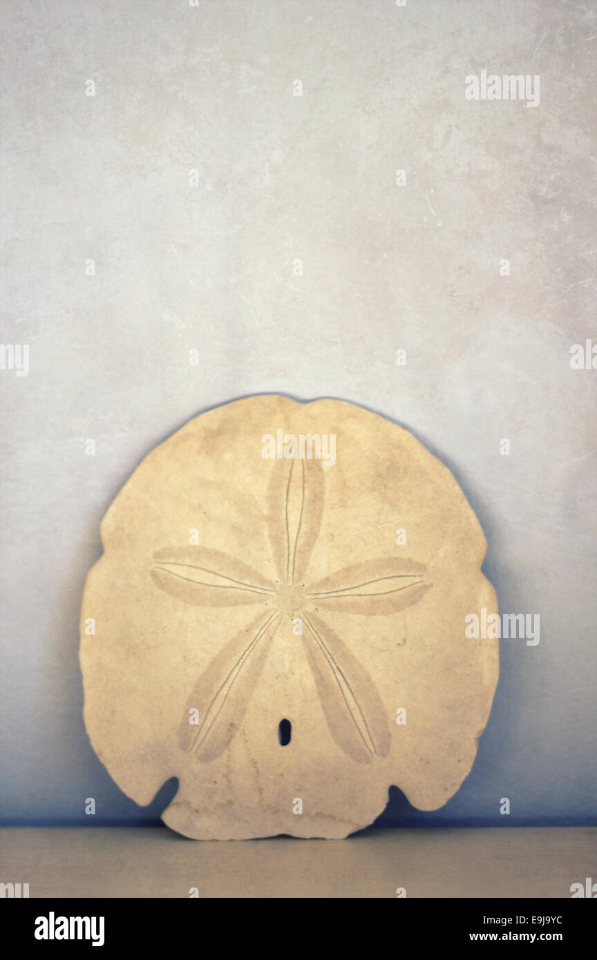 Un singolo sand dollars magra contro una luce colorata parete. Foto Stock