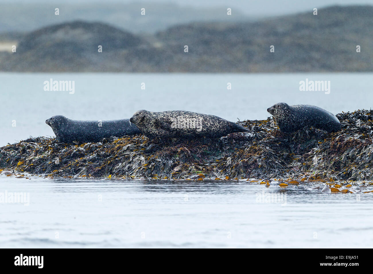 Un gruppo di tenuta comune (Phoca vitulina) trainati-out al resto dell'alga rocce coperte sotto la pioggia, Isle of Mull, Scozia Foto Stock