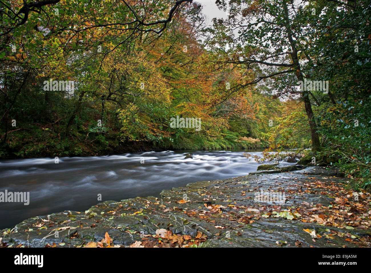 Il fiume Dart in autunno su Dartmoors Parco Nazionale tra Ashburton e due ponti.Dartmoor Devon, Inghilterra. Regno Unito. Foto Stock