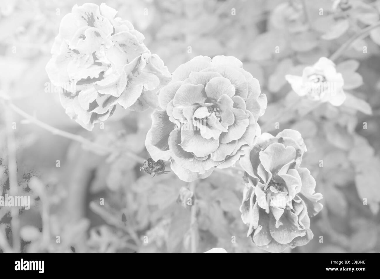 Splendida fioritura di rose in luce vintage Foto Stock
