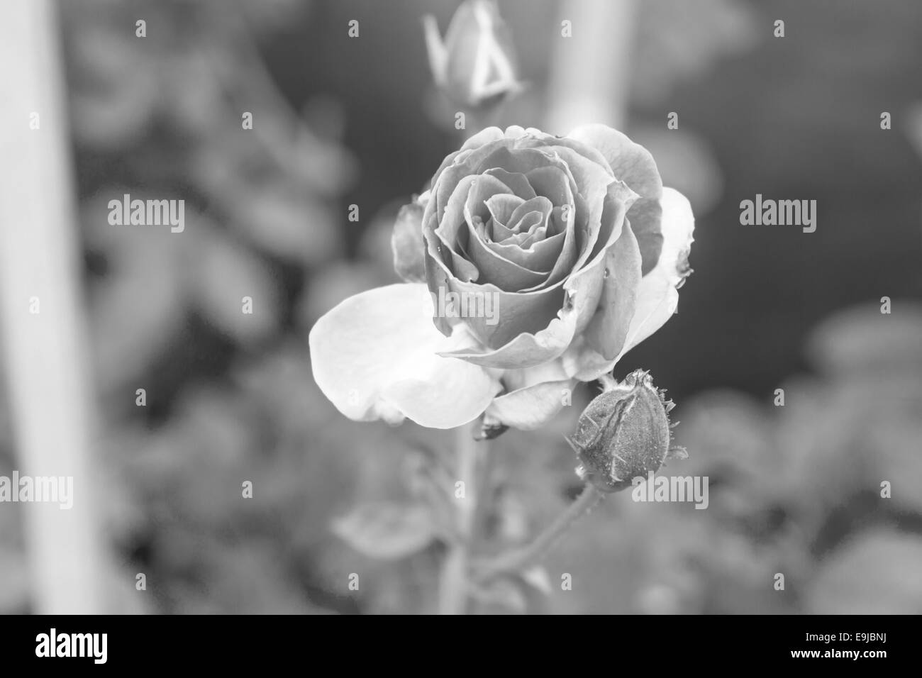 Splendida fioritura di rose in luce vintage Foto Stock