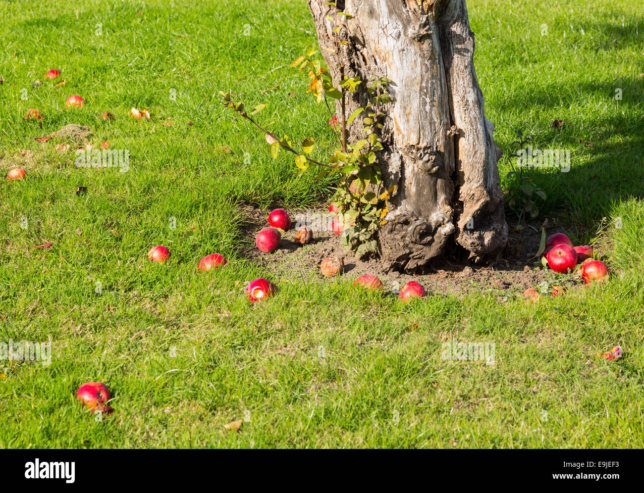 Le mele rosse cadere al suolo intorno a tree Foto Stock