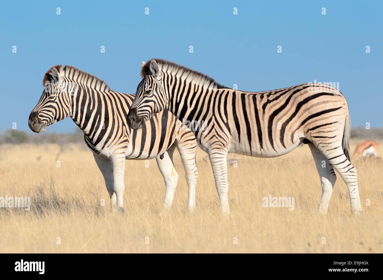 La Burchell zebre (Equus burchelli), stando in piedi in erba secca, il Parco Nazionale di Etosha, Namibia, Africa Foto Stock