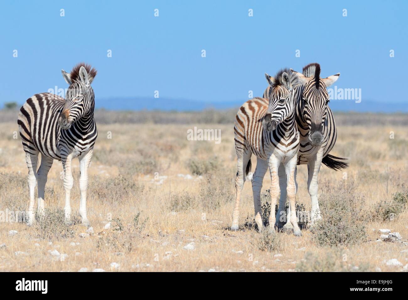 La Burchell zebra puledri (Equus burchelli), stando in piedi in erba secca e rocce e il Parco Nazionale di Etosha, Namibia, Africa Foto Stock