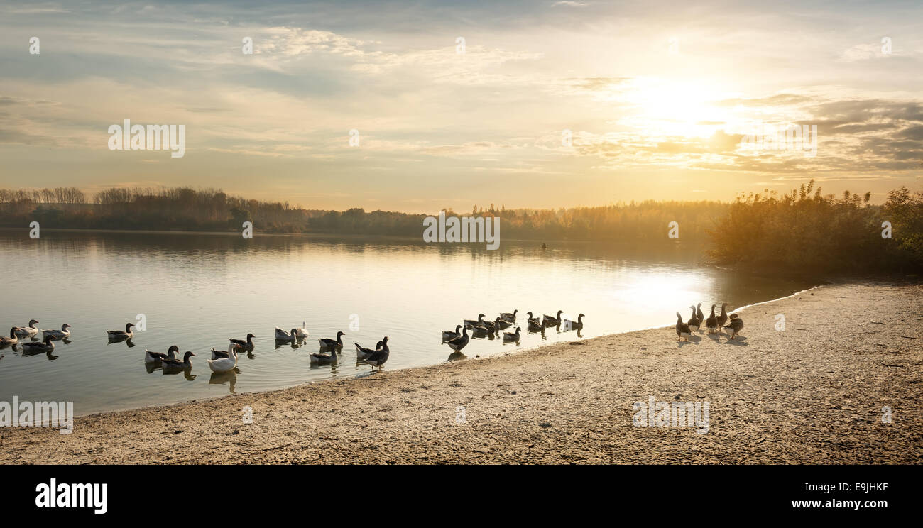 Oche sullo stagno al tramonto di autunno Foto Stock