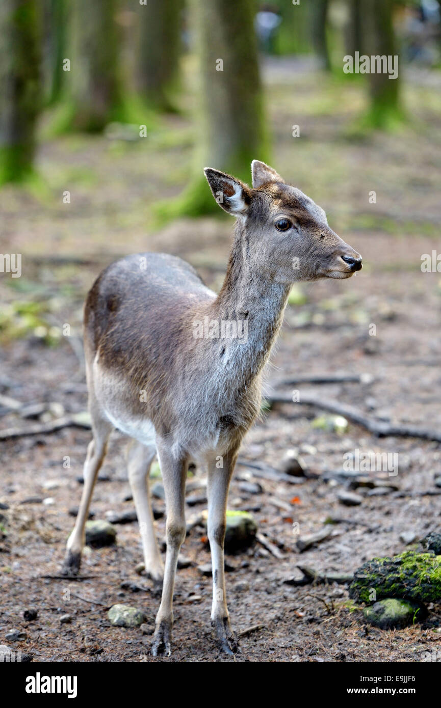 Daini (Dama Dama), femmina in cappotto, captive, Poing Wildlife Park, Alta Baviera, Baviera, Germania Foto Stock