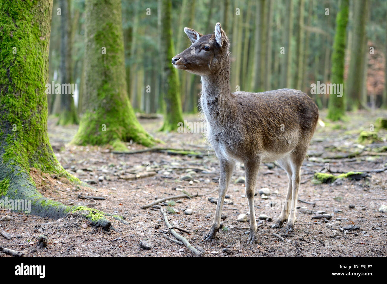 Daini (Dama Dama), femmina in cappotto, captive, Poing Wildlife Park, Alta Baviera, Baviera, Germania Foto Stock