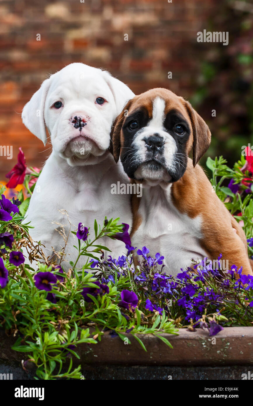 Cuccioli di boxer Foto stock - Alamy