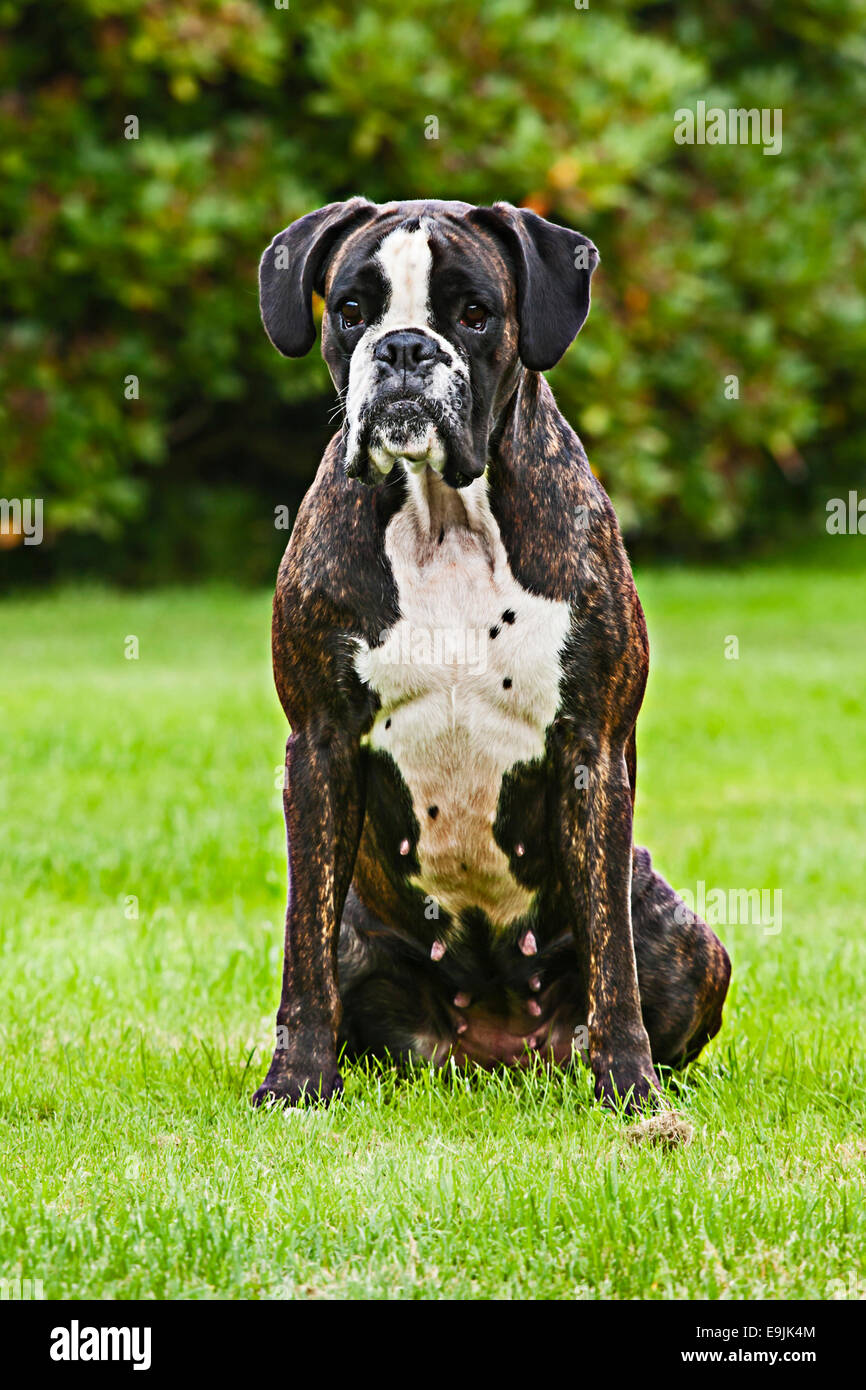 Cane Boxer, seduto sull'erba Foto Stock