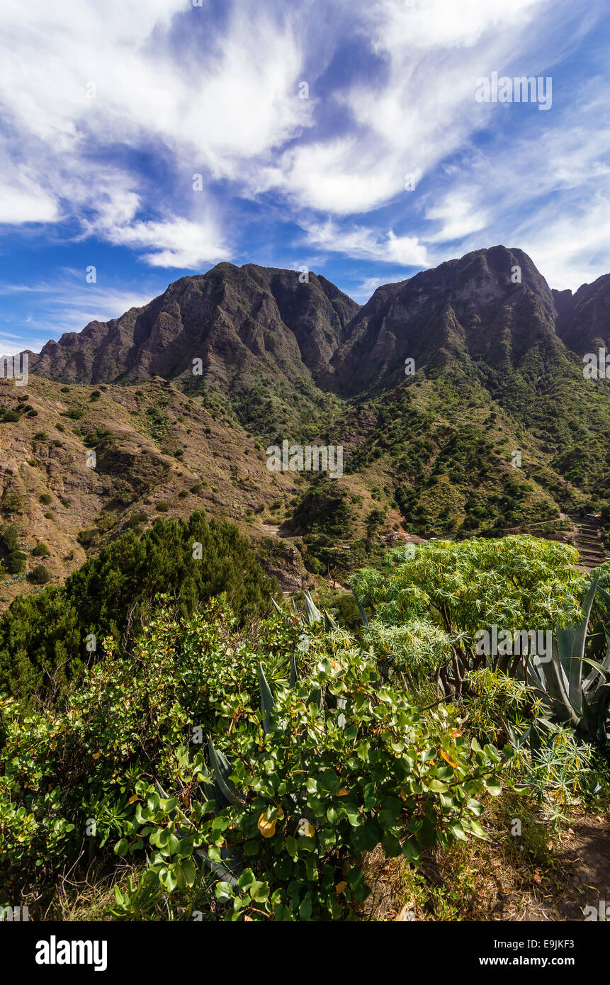 La vegetazione della regione di montagna, Hermigua, La Gomera, isole Canarie, Spagna Foto Stock