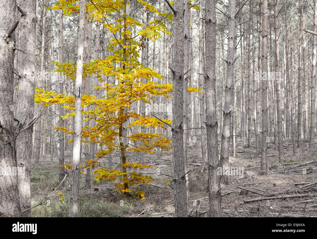 Foglie di autunno di un singolo albero a foglie decidue tra alberi di pino, Dahlen, Bassa Sassonia, Germania Foto Stock