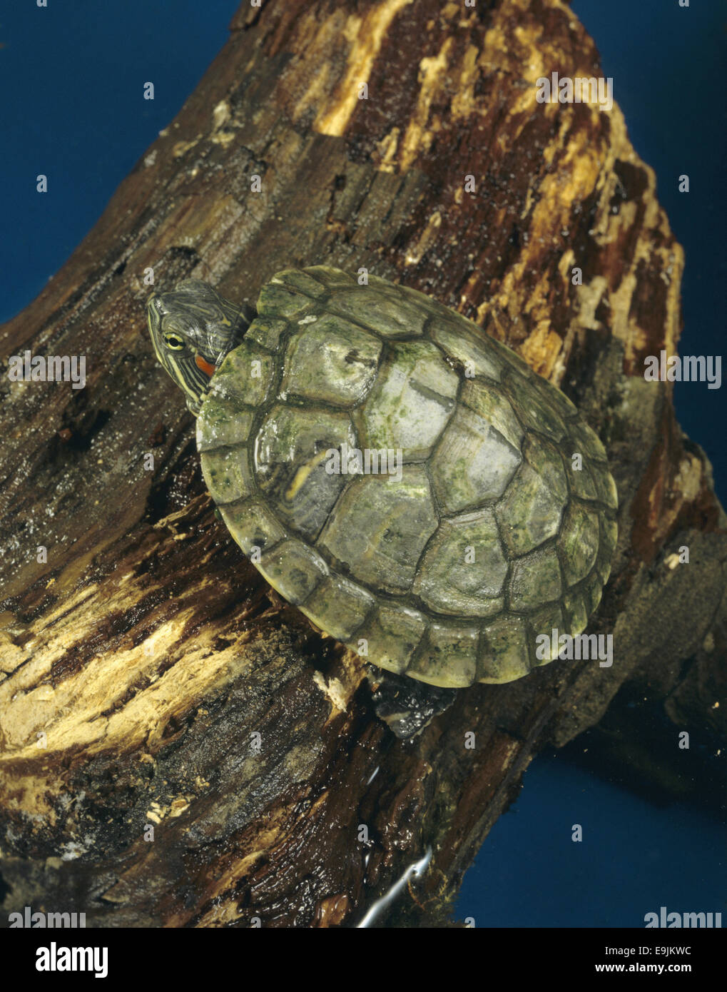 Rosso-eared Terrapin - Trachemys scripta elegans Foto Stock