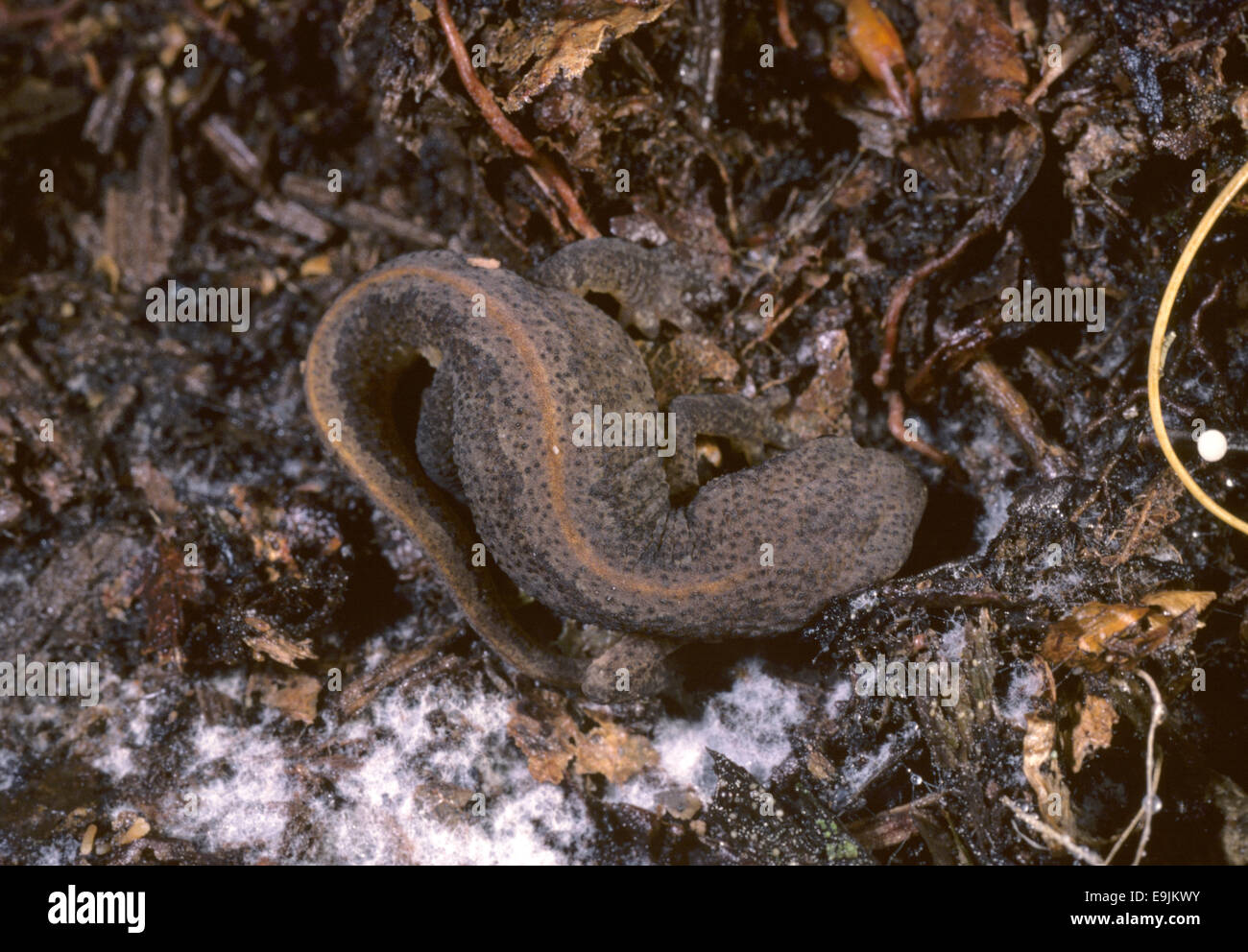 Newt Palmate - Triturus helveticus Foto Stock
