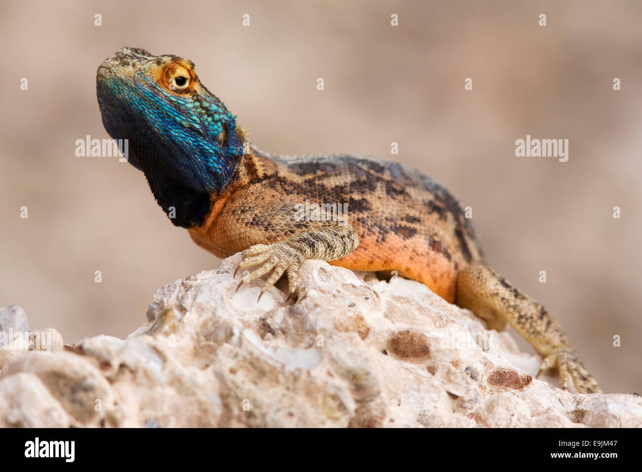 Massa AGAMA SA, l'AGAMA SA aculeata, negli allevamenti di colori, Kgalagadi Parco transfrontaliero, Northern Cape, Sud Africa Foto Stock