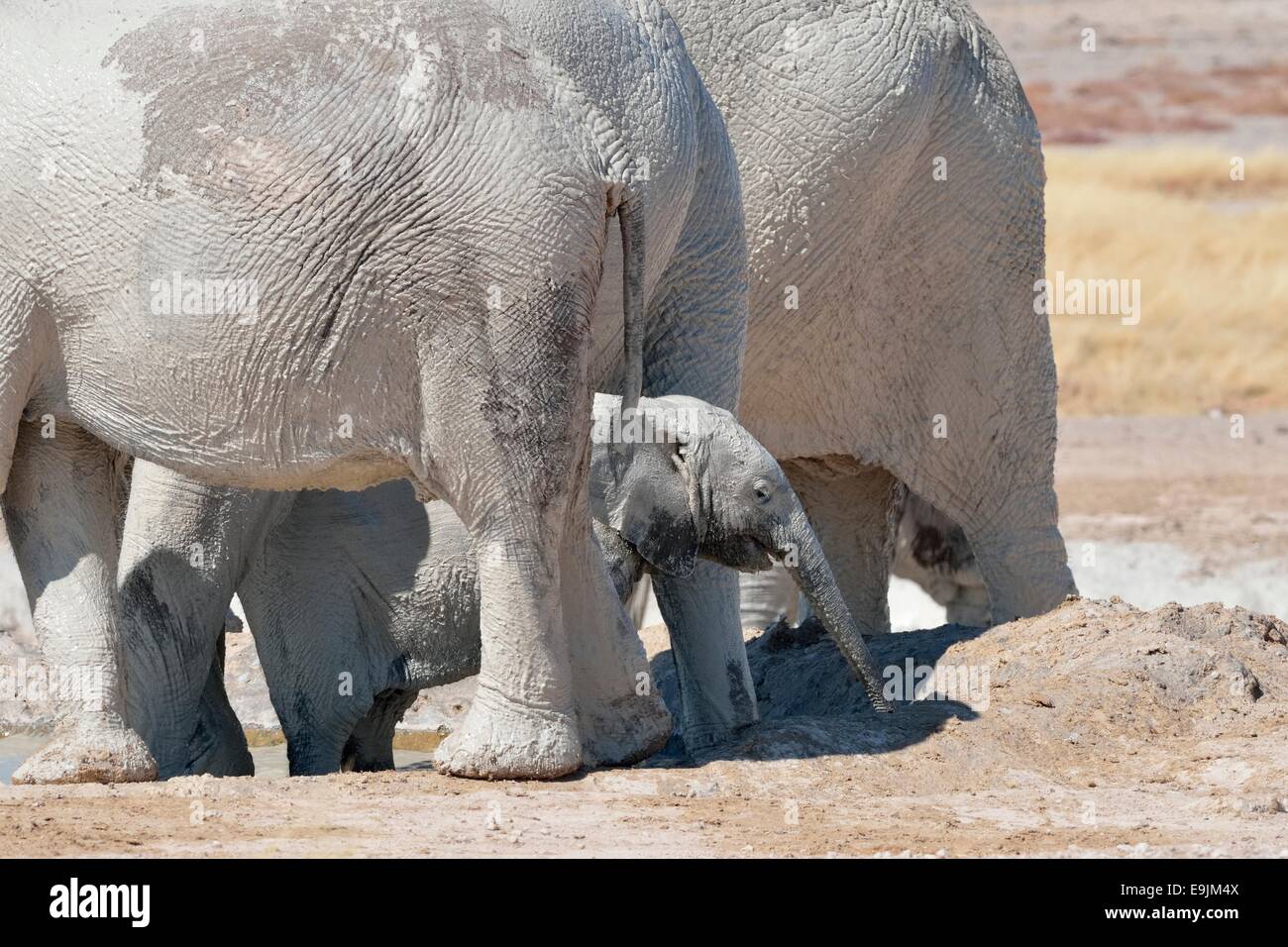 Elefante africano baby (Loxodonta africana), sul retro della mandria, ricoperte di fango, a waterhole,Parco Nazionale Etosha,Namibia Foto Stock