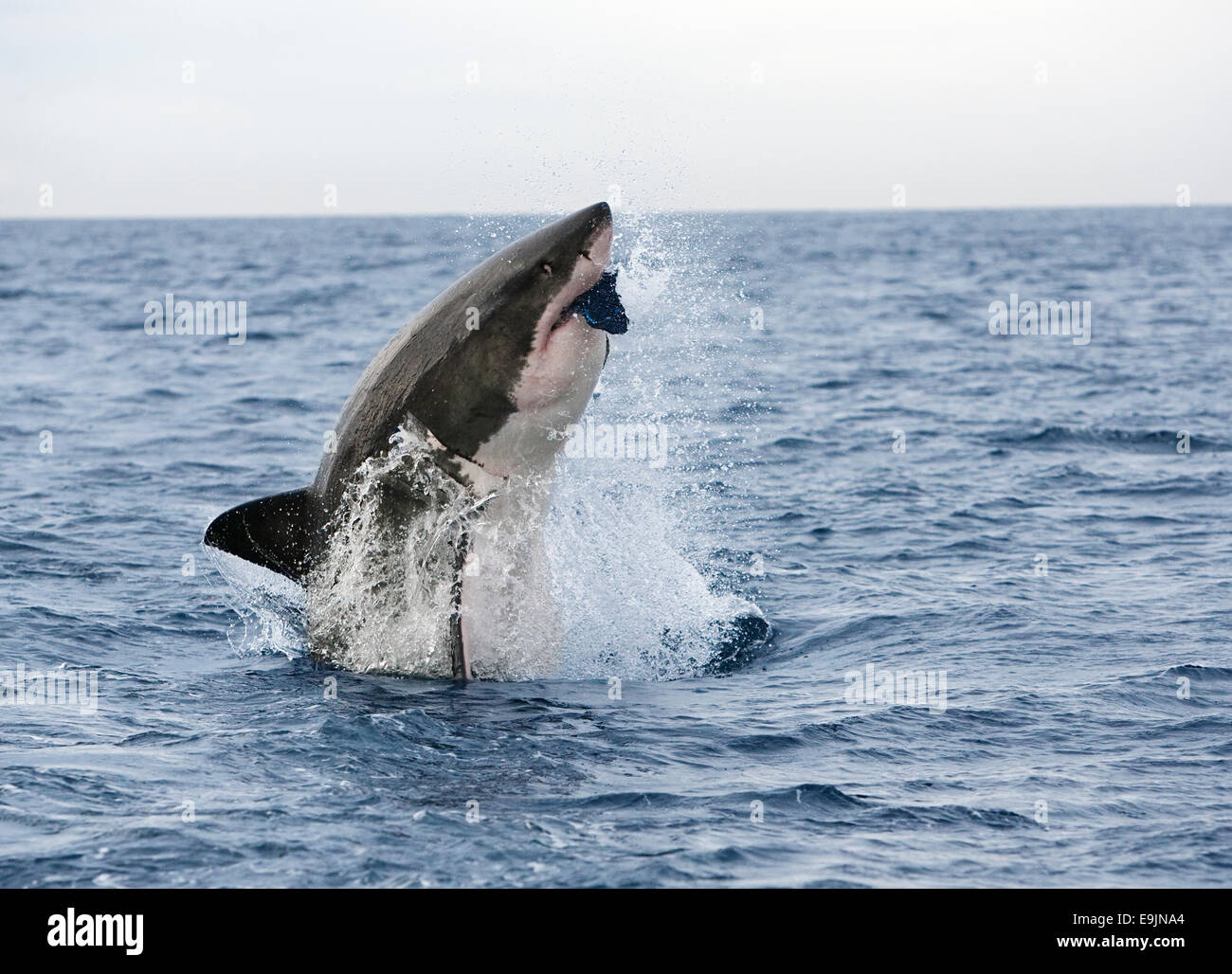 Il grande squalo bianco, Carcharodon carcharias, in caso di violazione per decoy, Isola di tenuta, False Bay, Città del Capo, Sud Africa Foto Stock
