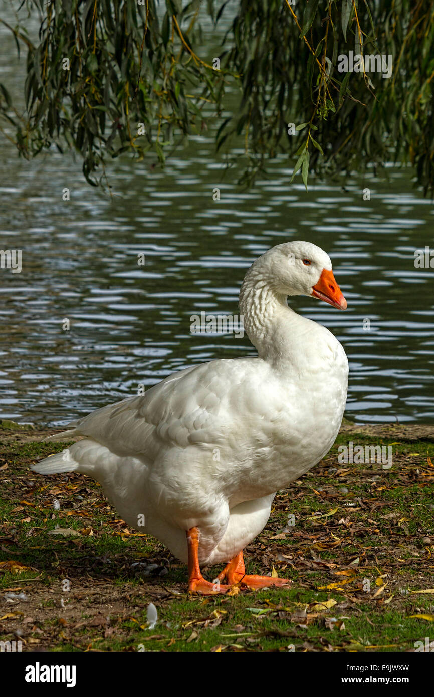 Ritratto di un oca bianca (Anser anser), Foto Stock