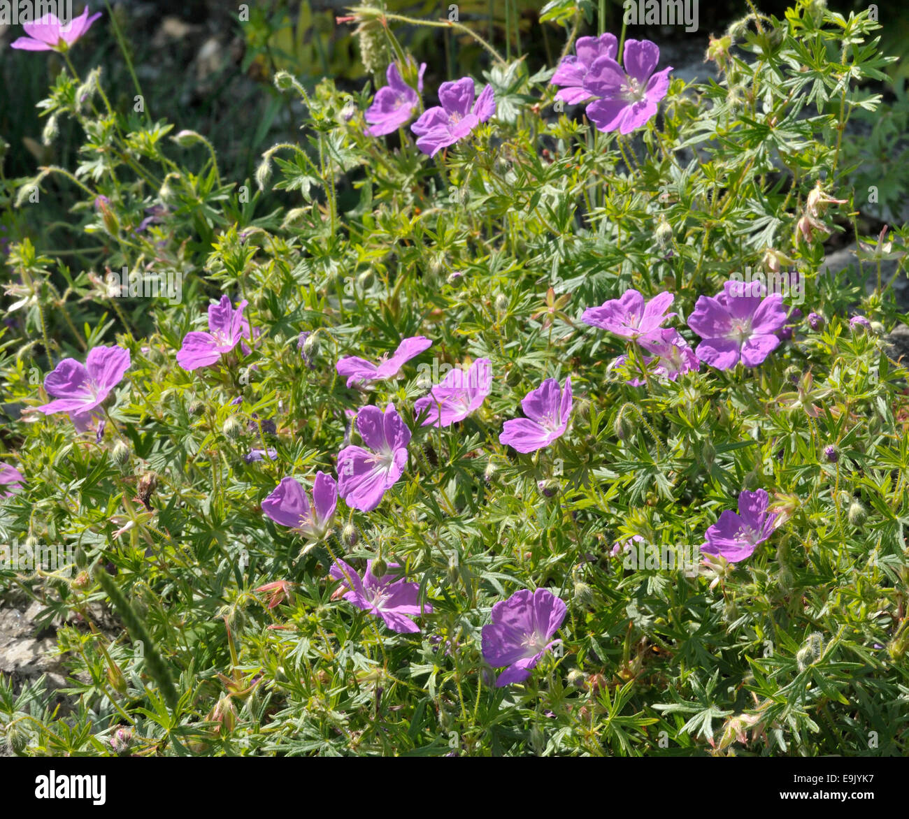 Bloody Crane's-bill - Geranium sanguineum crescendo in Ghiaioni calcarei Foto Stock
