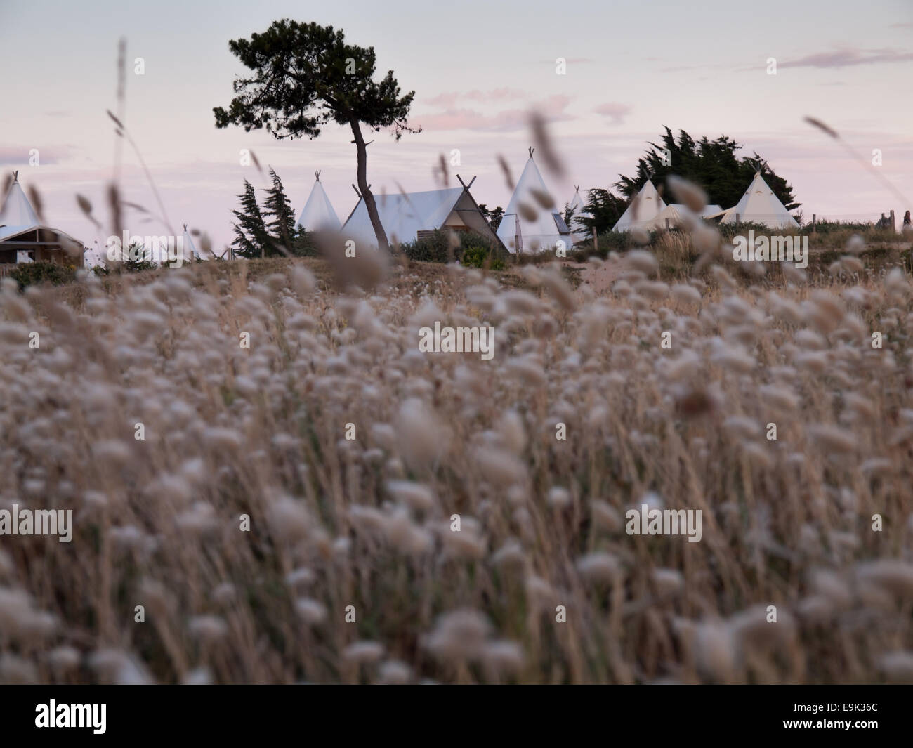 Campeggio di lusso in dune costiere tra pini sparsi visto su un campo di coda di coniglio erba in morbida luce della sera Foto Stock