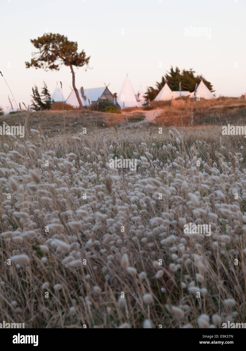 Campeggio di lusso in dune costiere visto attraverso il campo di coniglio erba di coda nella luce della sera Foto Stock