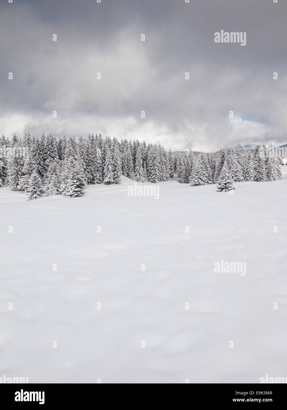 Coperta di neve alberi in un inverno boscoso paesaggio di montagna con tempestoso cieli grigi Foto Stock