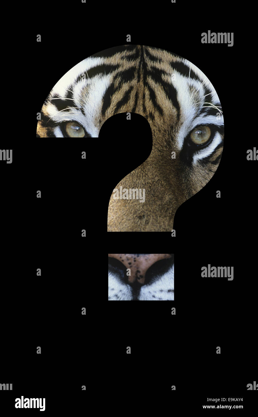 Tiger nel punto interrogativo su sfondo nero Foto Stock