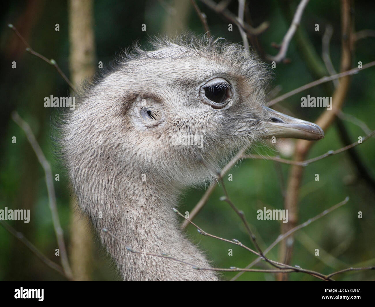 Testa vista di profilo di un Sud Americana rhea walker di uccelli nel Apenheul zoo di Apeldoorn, Paesi Bassi Foto Stock