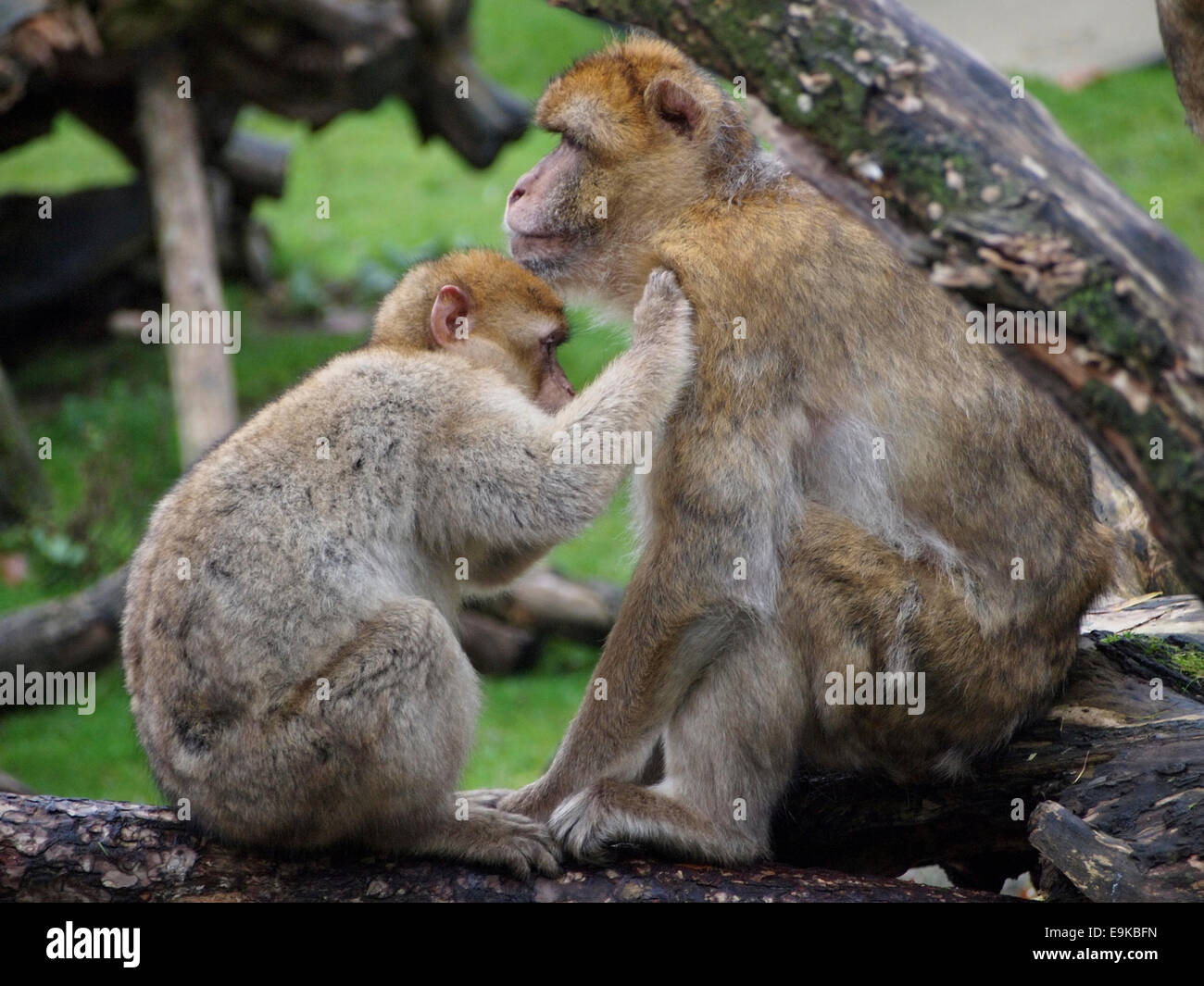 Più piccolo di toelettatura babbuino cercando le pulci e parassiti su un babbuino più grande. Apenheul zoo, Apeldoorn, Paesi Bassi Foto Stock