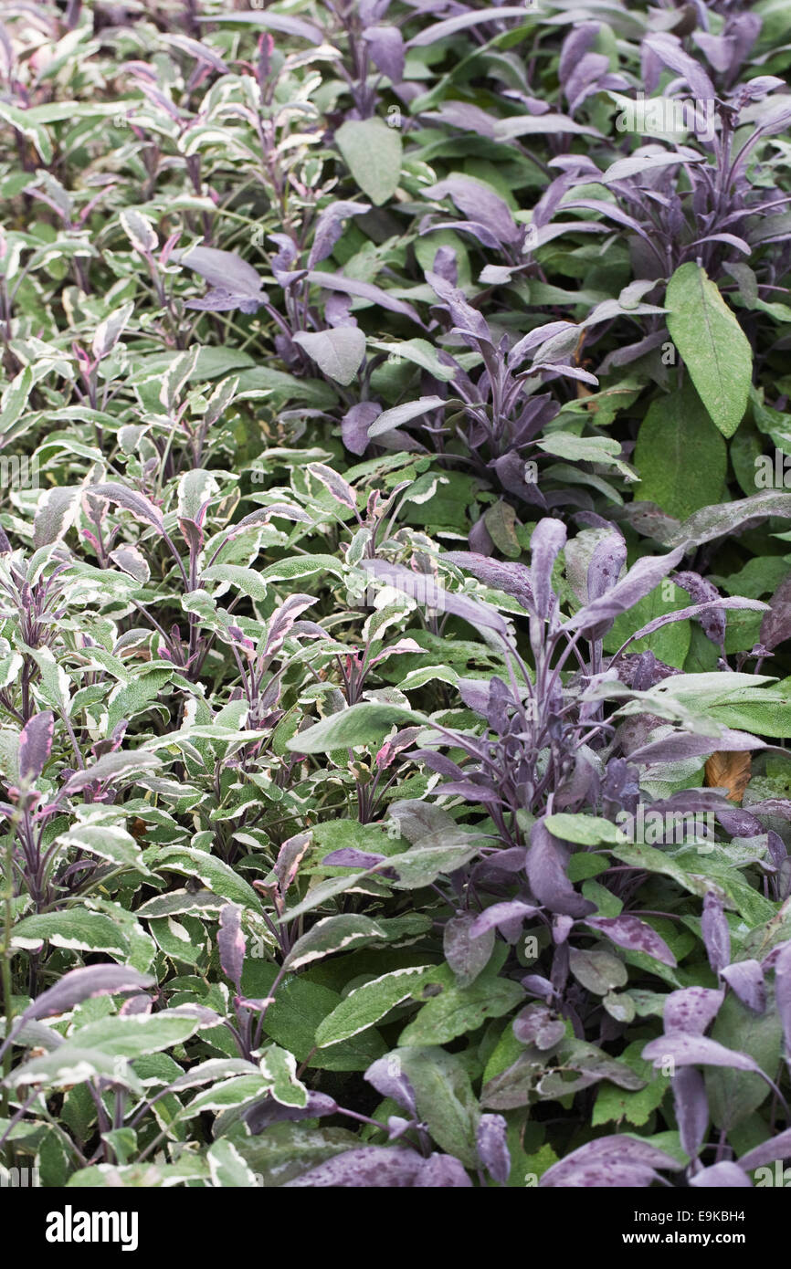 La Salvia officinalis. Sage letto nell'orto, assortita varietà, Foto Stock