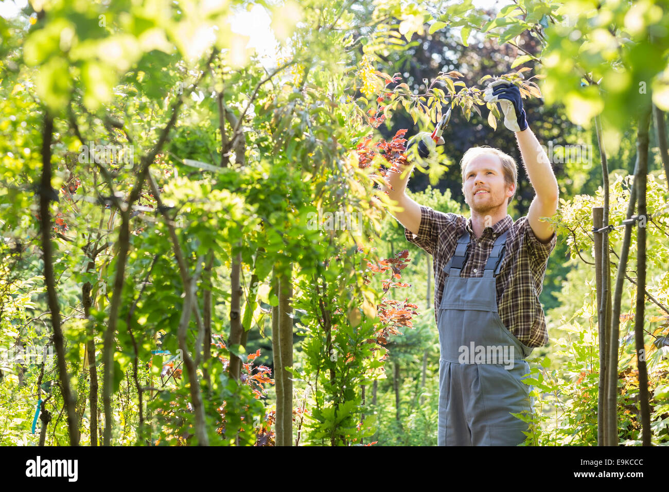 Uomo ramo di clipping in giardino Foto Stock