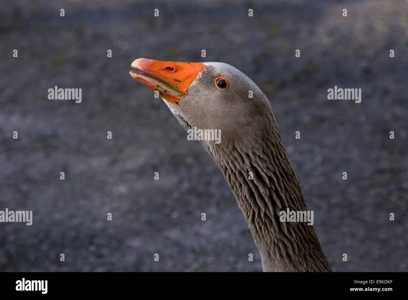 Primo piano del volto di un Grey Goose guardando nella telecamera Foto Stock