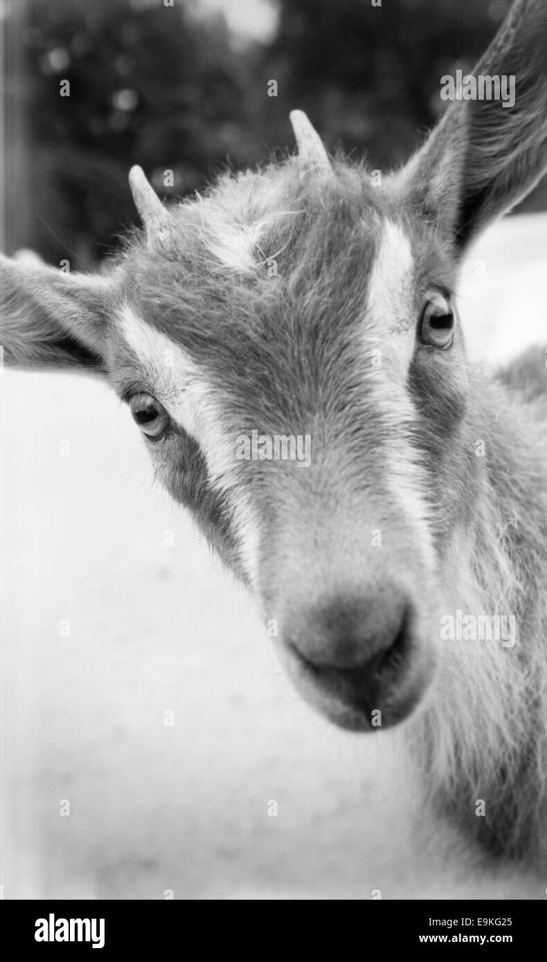Ritratto di capra curioso Foto Stock