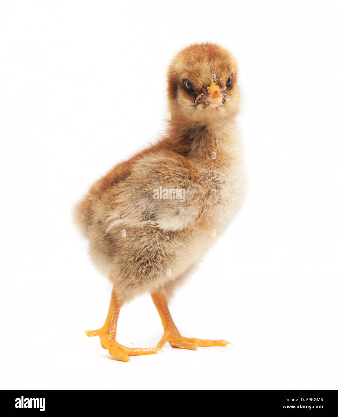 Un piccolo giovane marrone a polli di orpington in studio contro uno sfondo bianco Foto Stock