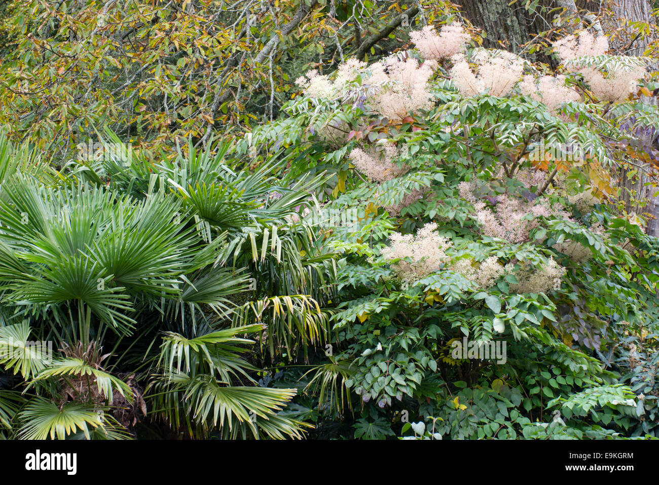 La hardy Chusan palm, trachycarpus fortunei, Giapponese e la struttura angelica, Aralia elata, si combinano in un esotico schema impianto Foto Stock
